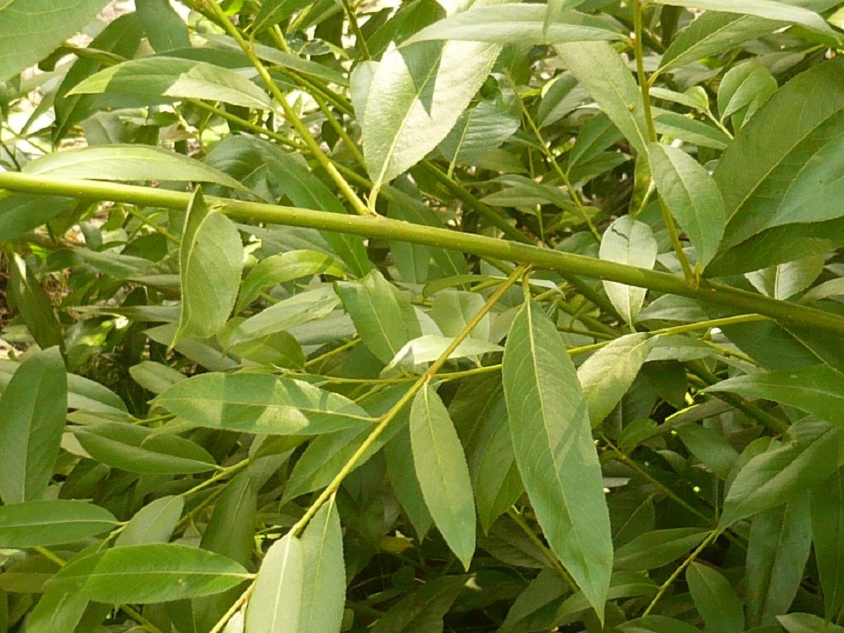 Salix fragilis (Salicaceae)